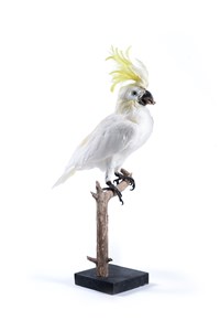 Image description is not available for 2009.1.3